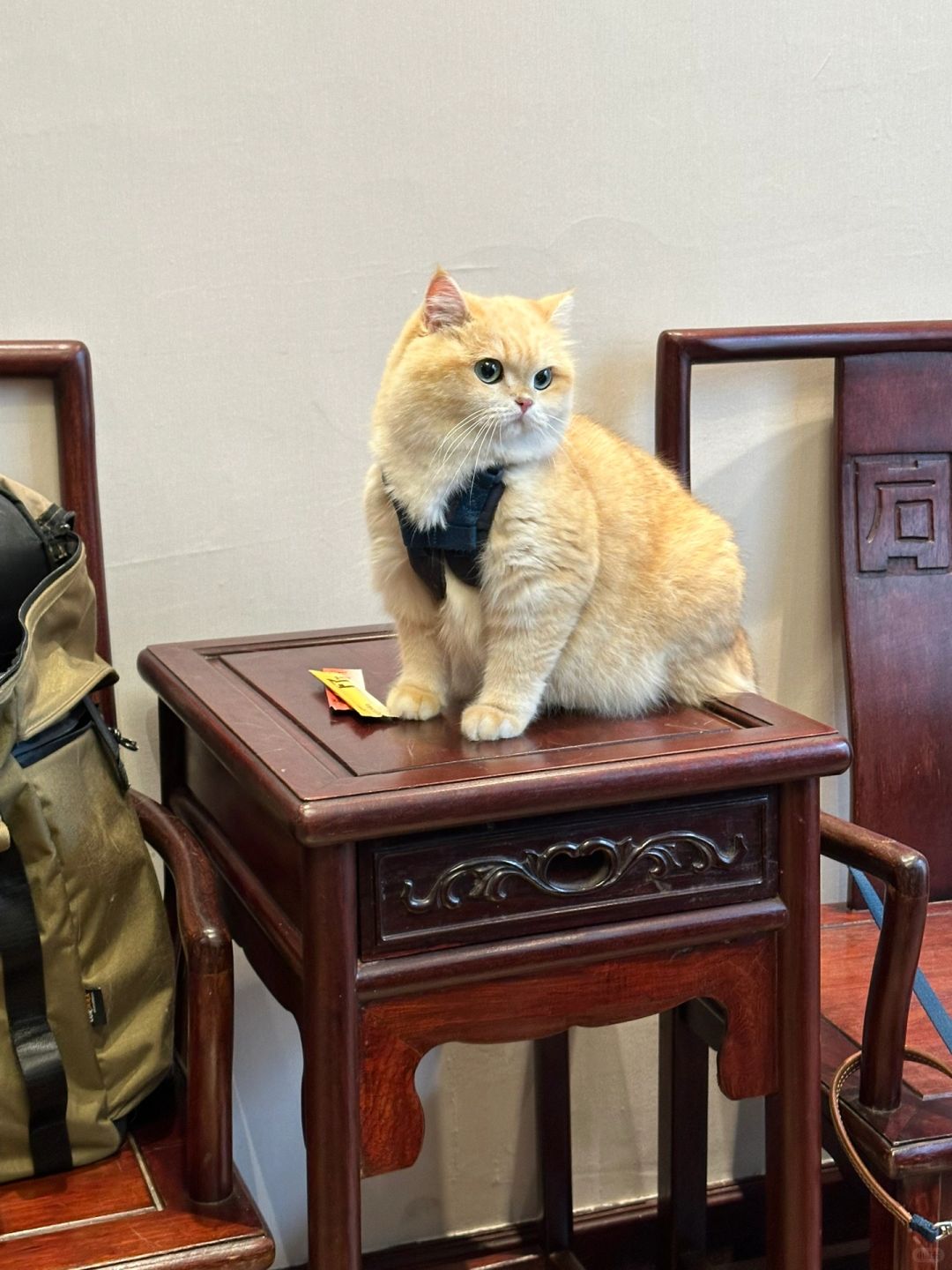 猫猫我呀 又被带出去咯