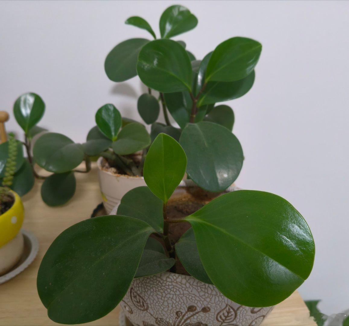 又培植了一棵🖥️宝贝