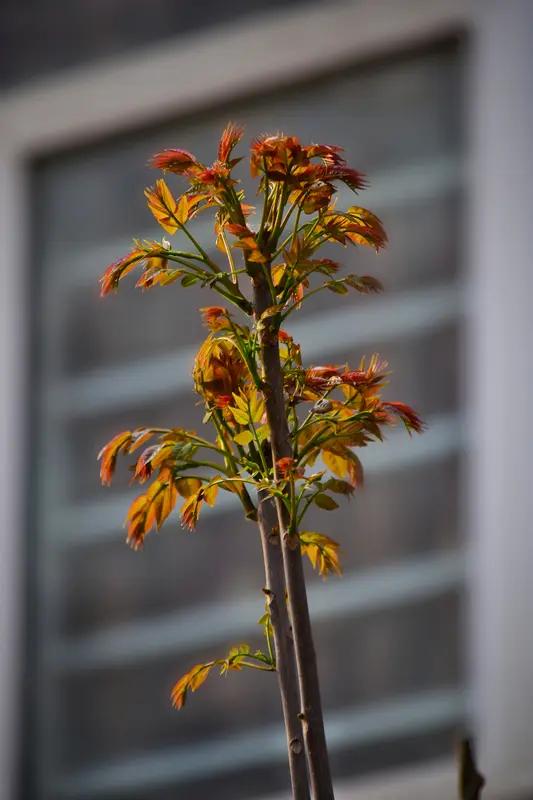 新年回老家，看到院角那棵香椿树，就想起爷爷和奶奶的故事。那是爷爷刚成家时栽下的，