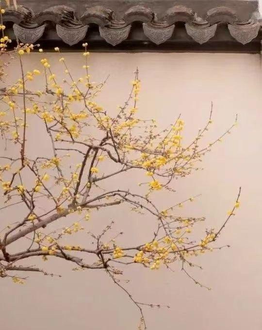 在这个纷繁复杂的世界里，让我们学会如莲般宁静。在忙碌的生活中，保持一颗平和的心，