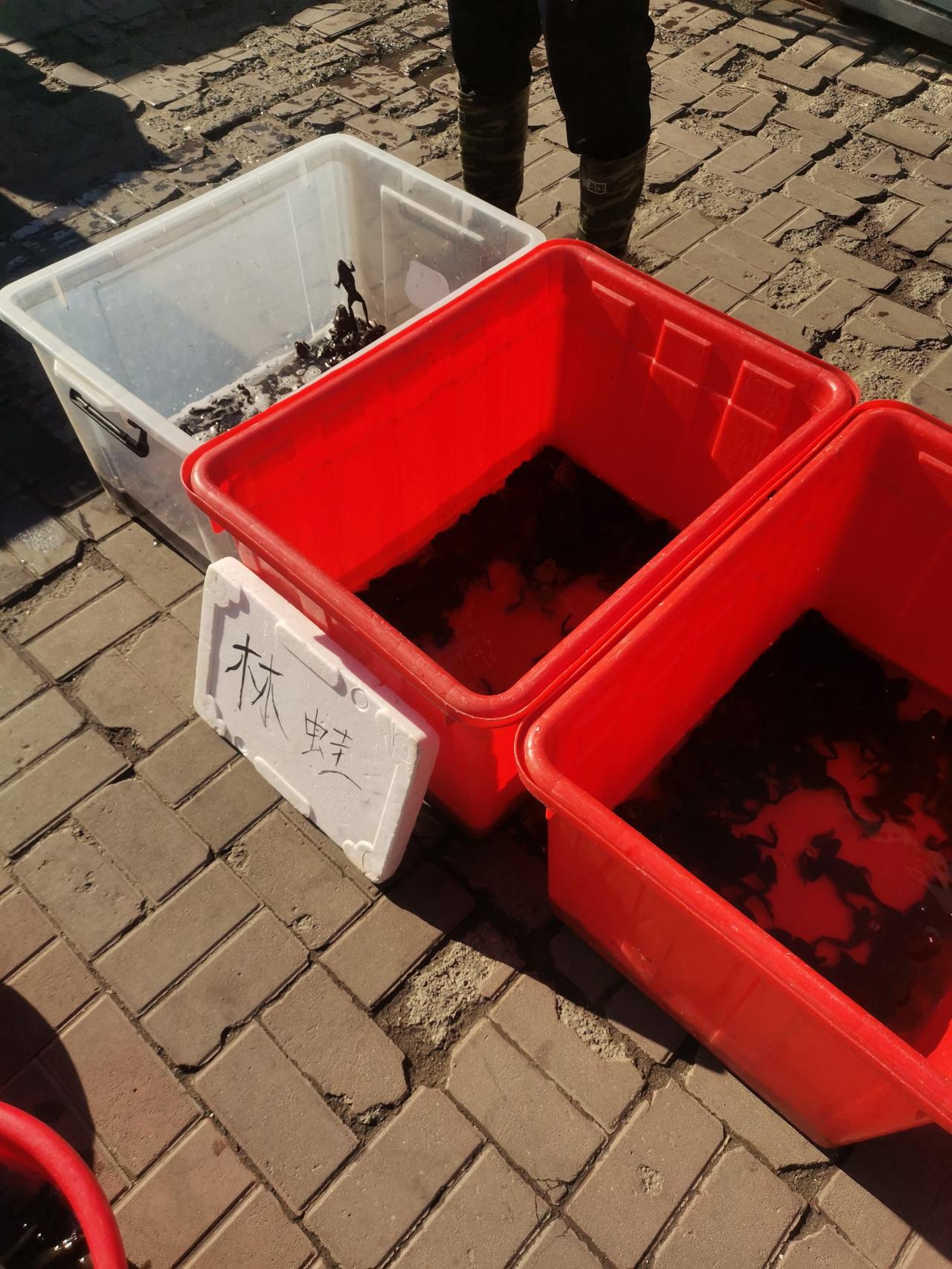 坐标东北地区吉林市，江湾路江华市场的母林蛙售价为140元一斤，这价格还算不错！