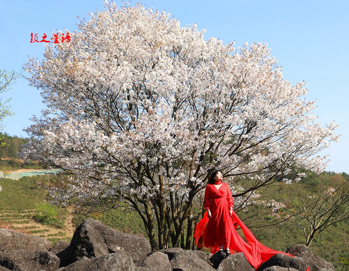 苍山之上，浙江樱花王。
浙江省台州市天台县苍山之上，规模庞大的冰川石浪和中国传统