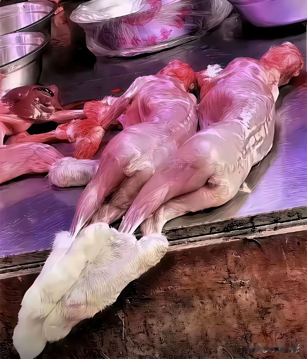看了瘆得慌。
没有杀戮就没有伤害。
放过这些小生灵吧。
我们同享一片蓝天同踩一片