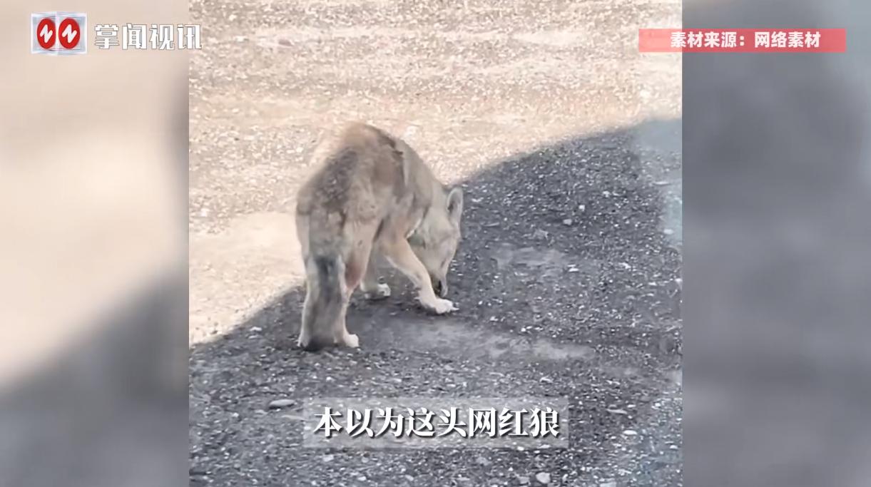 “这下后悔了吧！”8月8日，新疆苦牙克，一男子在国道上骑行时，突然遇到了一只独狼
