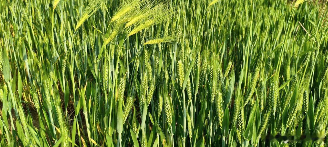 今年春天最想实现的心愿绿油油的麦田，仿佛看到了丰收那刻的金黄。