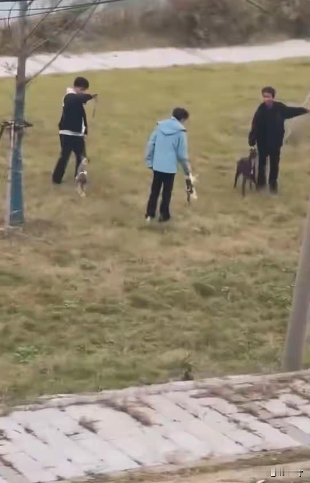 安徽蚌埠，三名未成年男子花钱买来两只小猫来测试猎犬的捕猎能力！

三人带着两只狗