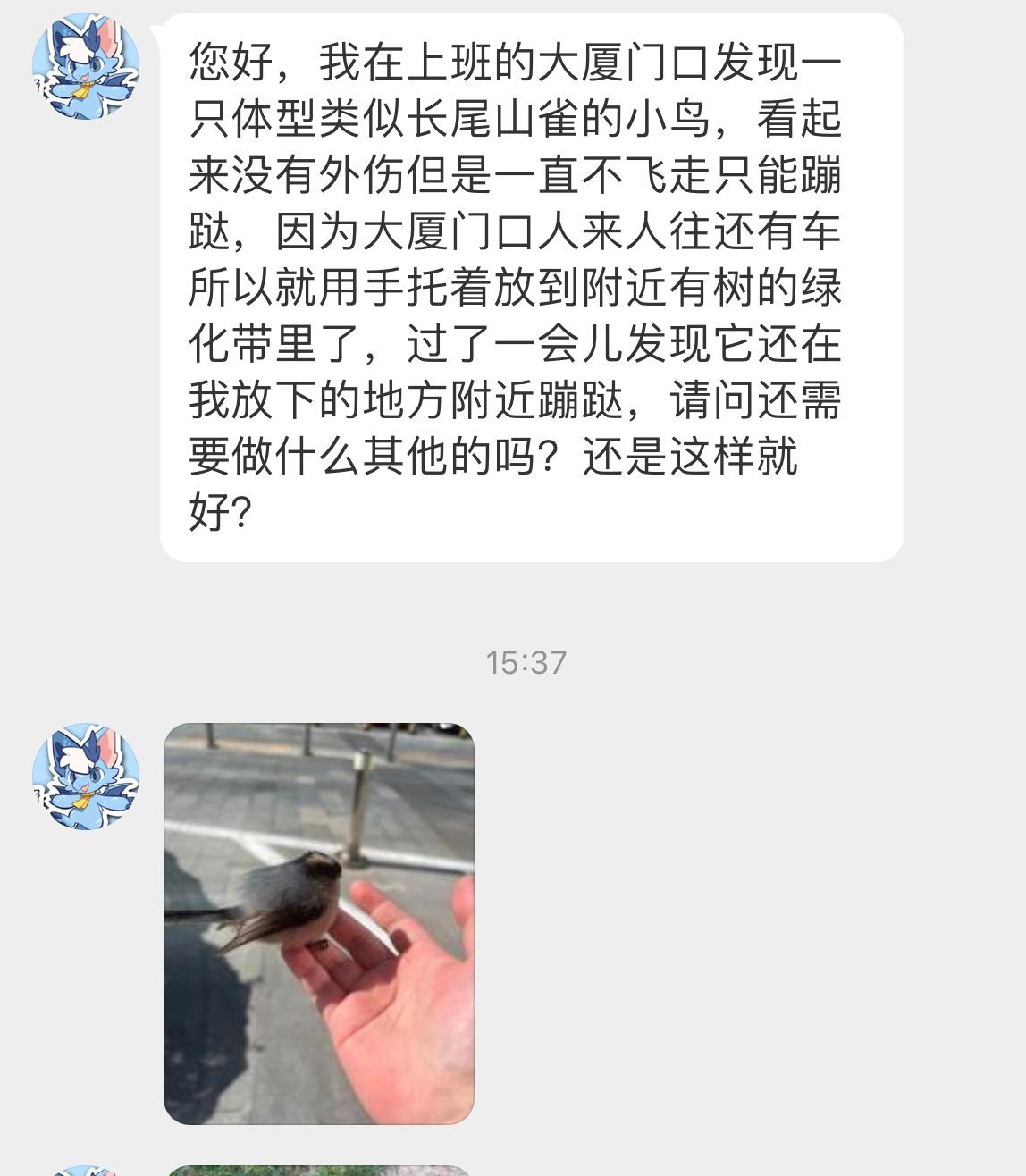 #鸟粉投稿# 大厦门口发现一只【银喉长尾山雀】它大概率撞到玻璃了，休息会应该能飞