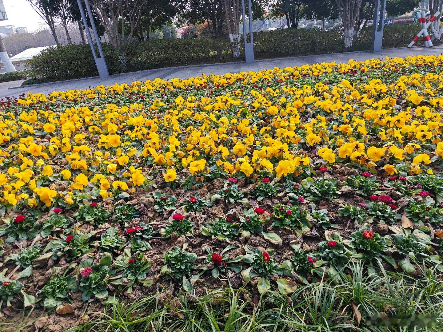 是谁在冬天偷偷种了一片阳光！这满眼的金黄，直接把心情点。 