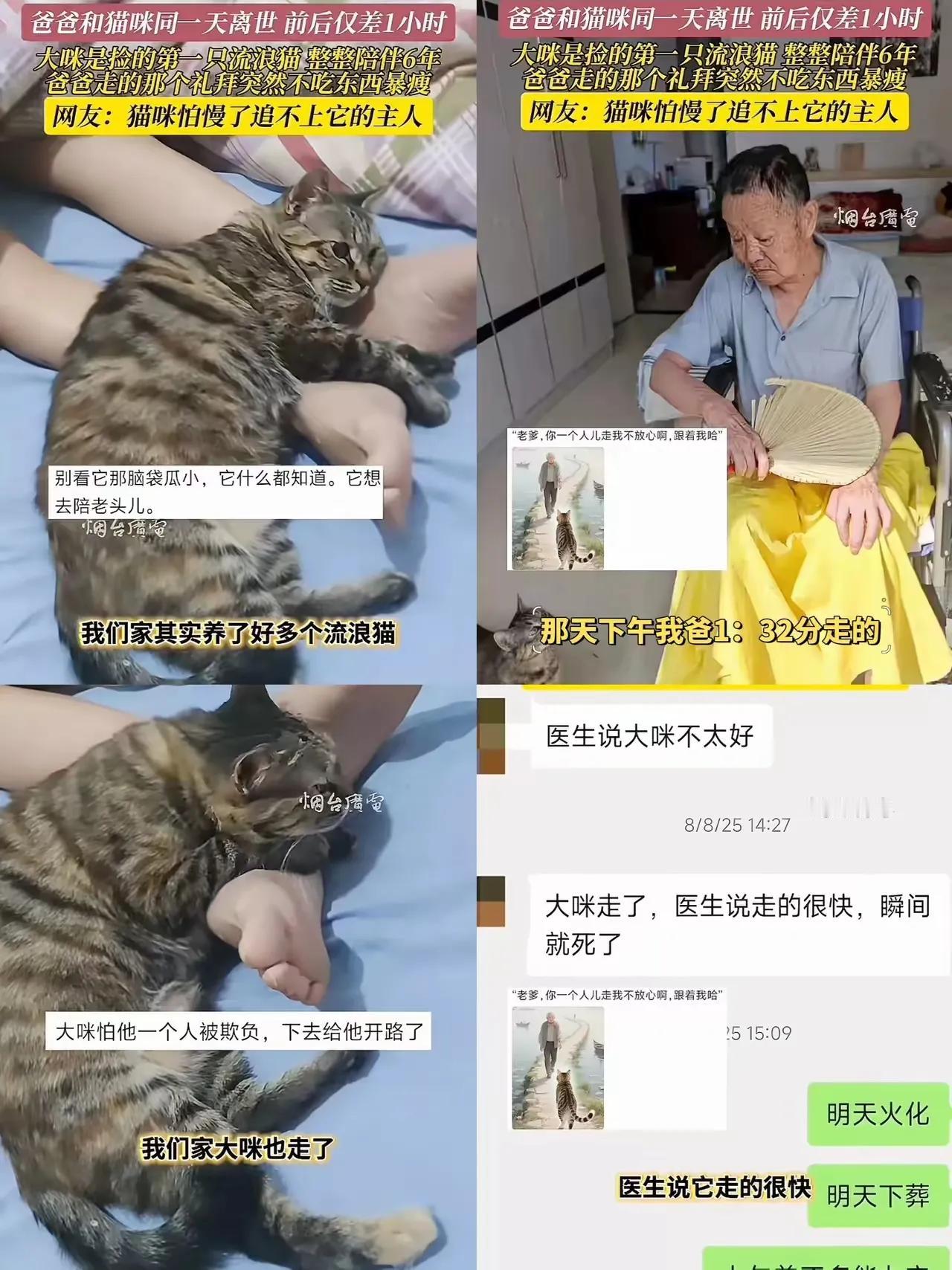 你能想象吗？山东烟台一位长者6年前捡了只漫游猫,而后长者们坐轮椅，卧床，猫咪都每