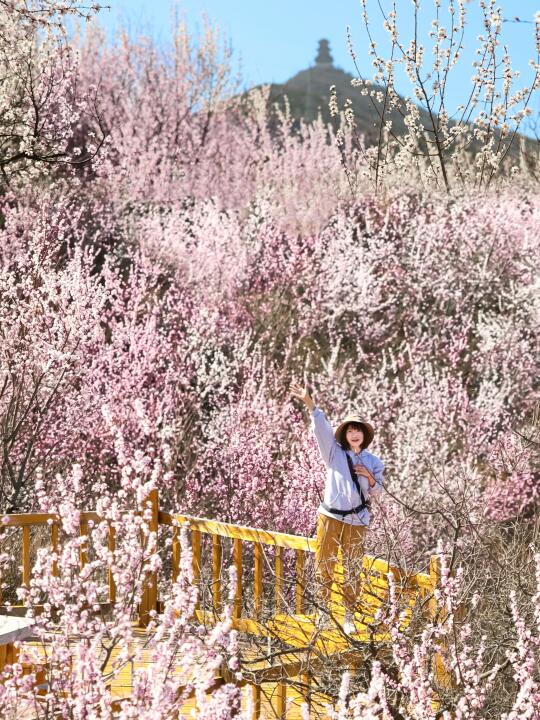 3.19实况‼️北京超美小众登山步道🌸冲鸭