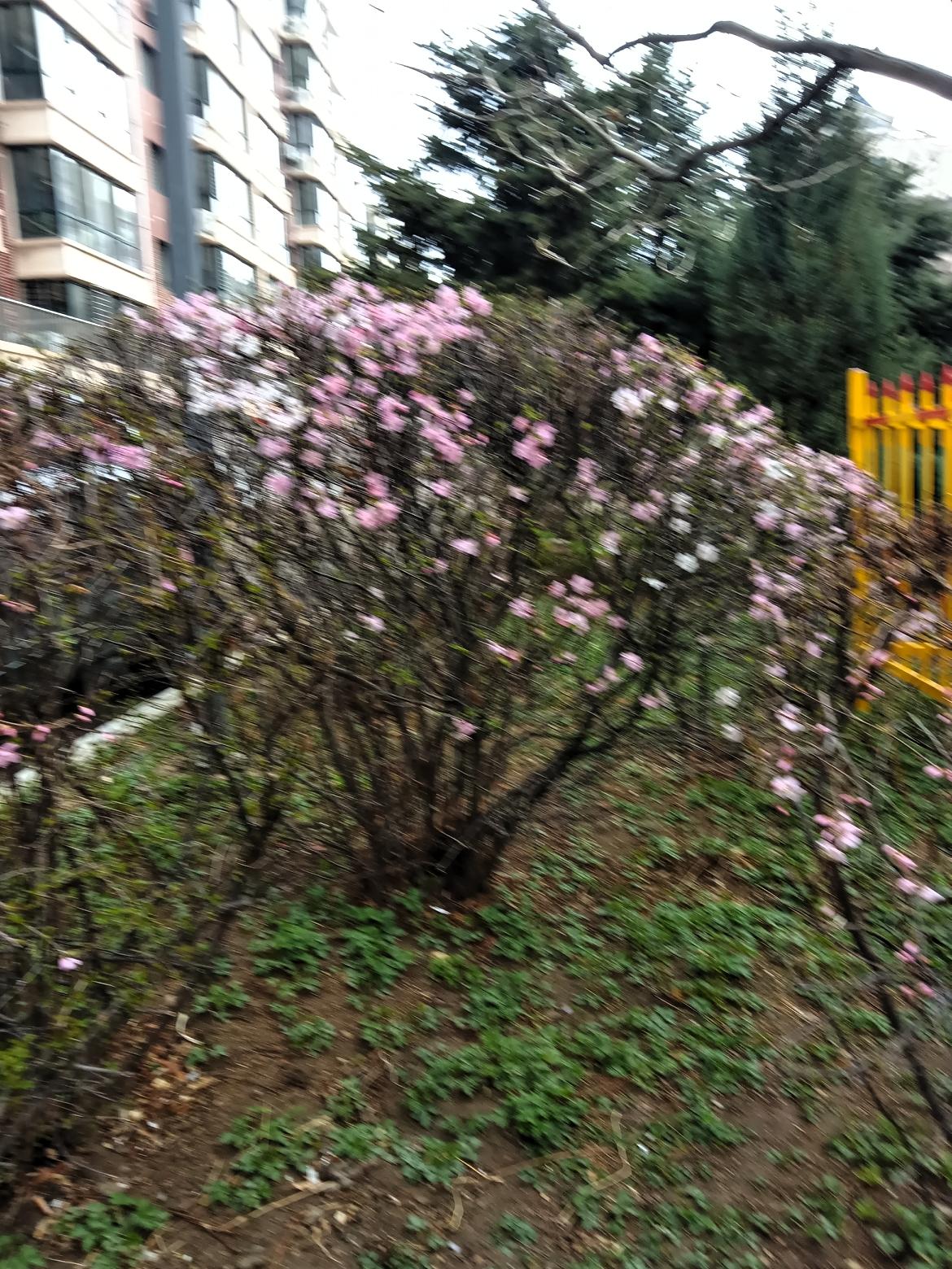 粉嫩的花朵在春日里绽放，生机勃勃！🌸🌿小区里开满粉色花真漂亮呀！树叶也变绿了