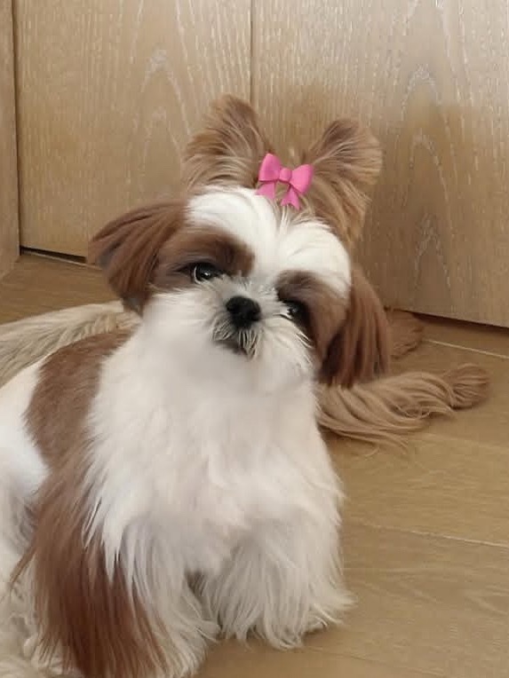 檀力球的耳朵拿来给檀小呆当蝴蝶结了🎀 ​​​