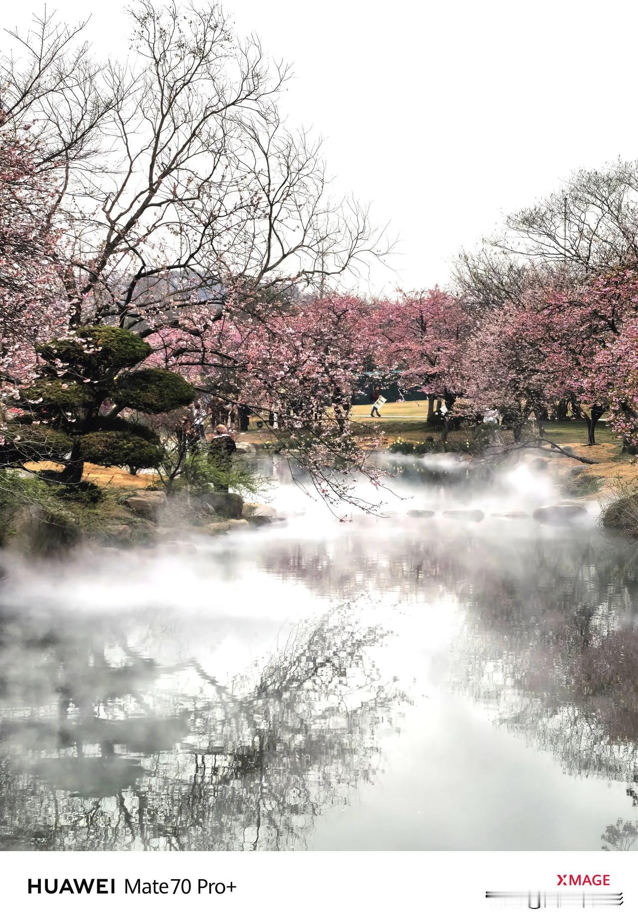 云想衣裳花想容，春风拂槛露华浓。无锡太湖鼋头渚樱花谷，早樱正。