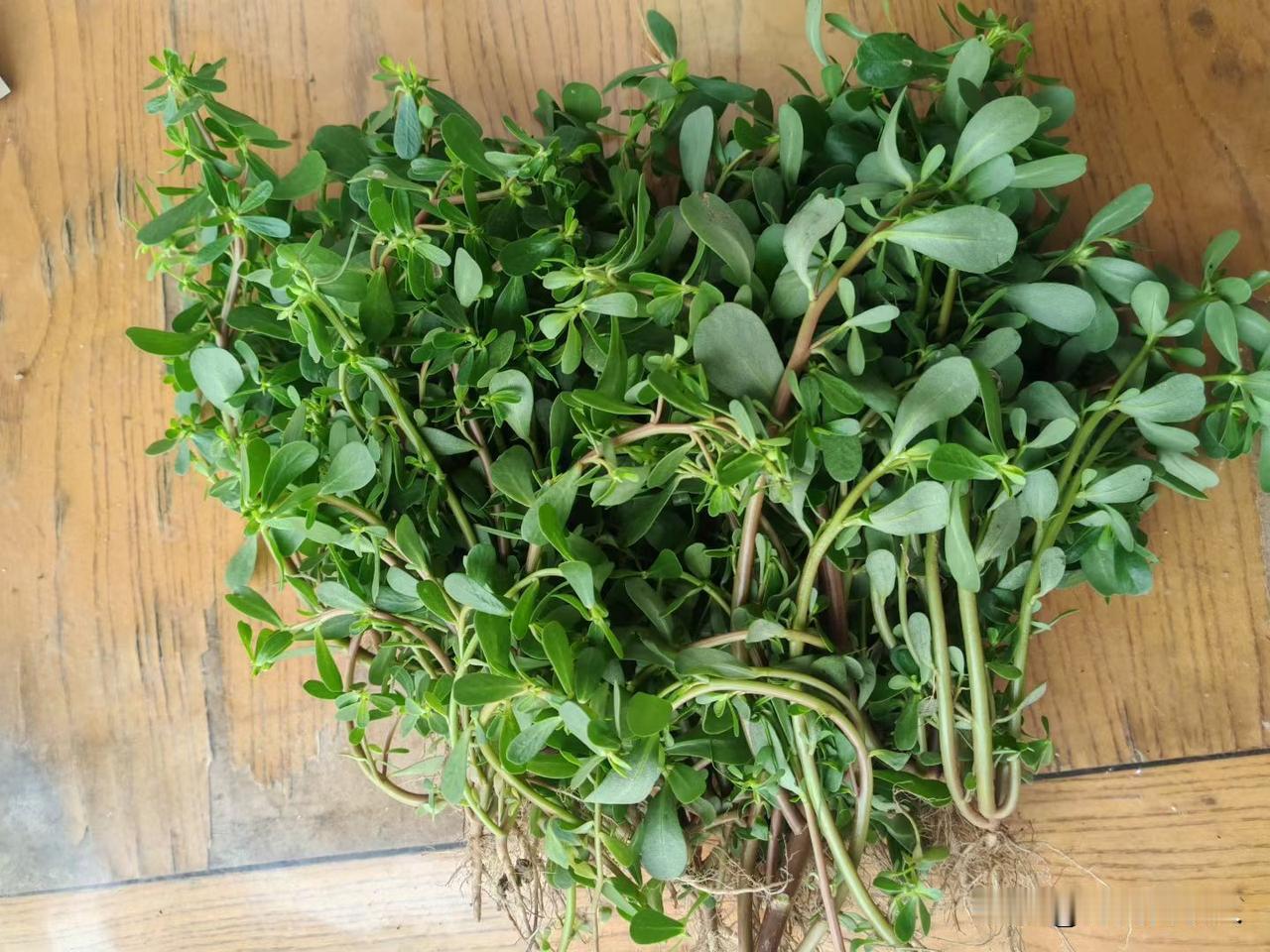 闲来无事，我蹲在菜园里一根根拔除遍地的马齿苋，指尖触到肉肉的茎叶，儿时的记忆一下