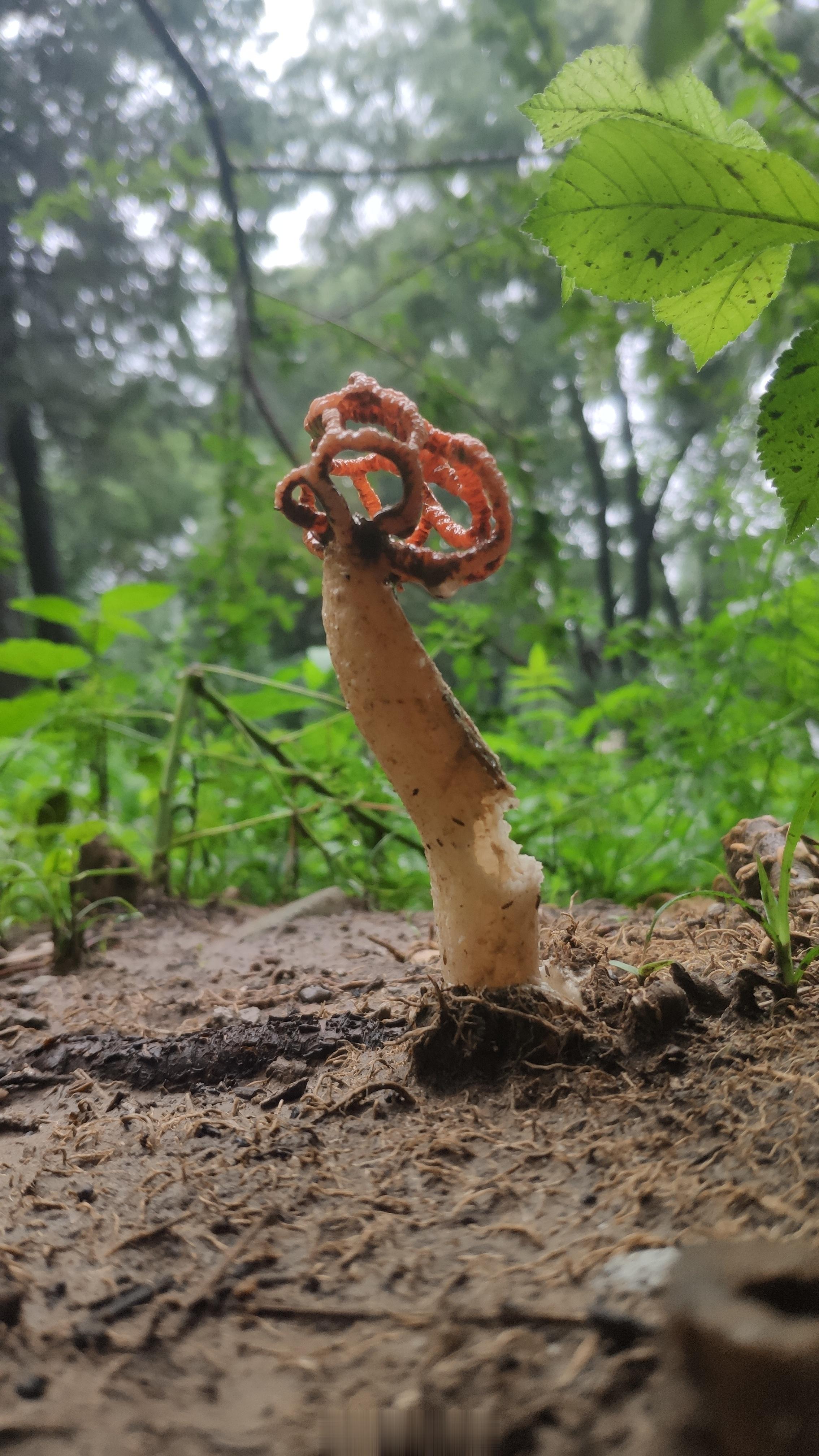 #馒头控的日常# 雨后院子里长了不少这种蘑菇，见过几次了，好开始还挺好看，后面味