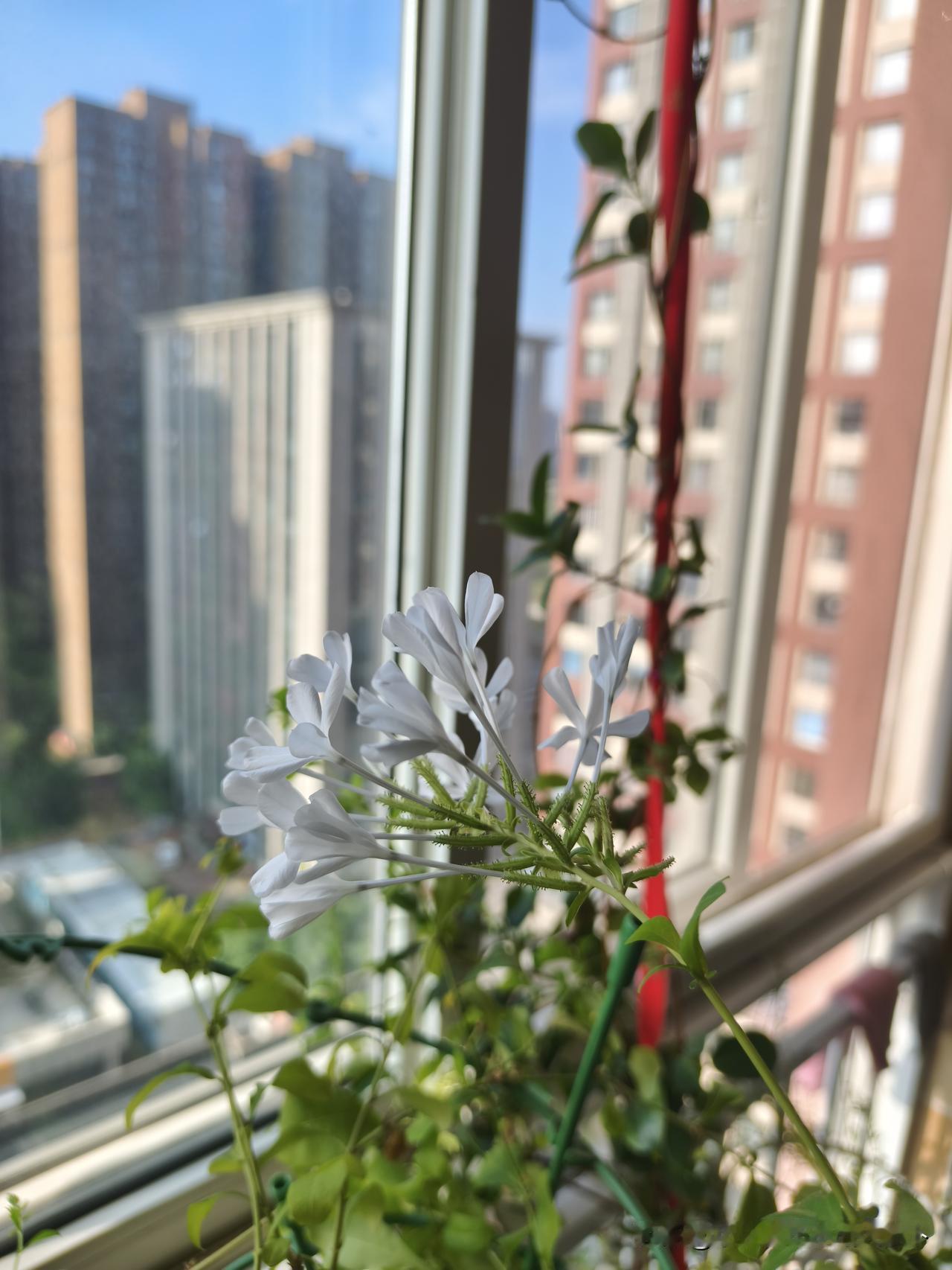我娃告诉我一件事，教师节那天他同学给他吃巧克力了，我说不是不允许上学带零食吗？