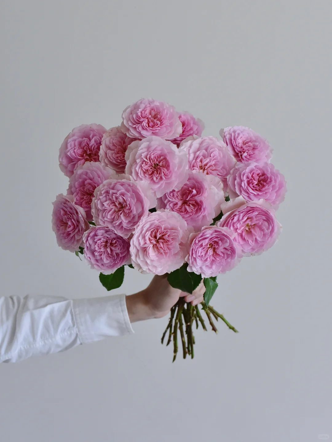 花栖玫瑰园·织工马南