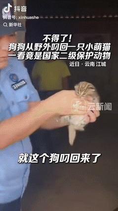 [中国赞]云南江城，8月10日，一村民家中小狗从山中叼回一只虚弱的“小猫”，狗主
