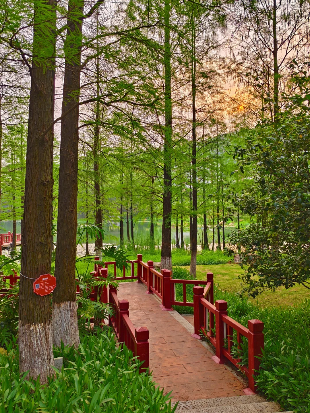 广州水中森林，小仙女们必打卡