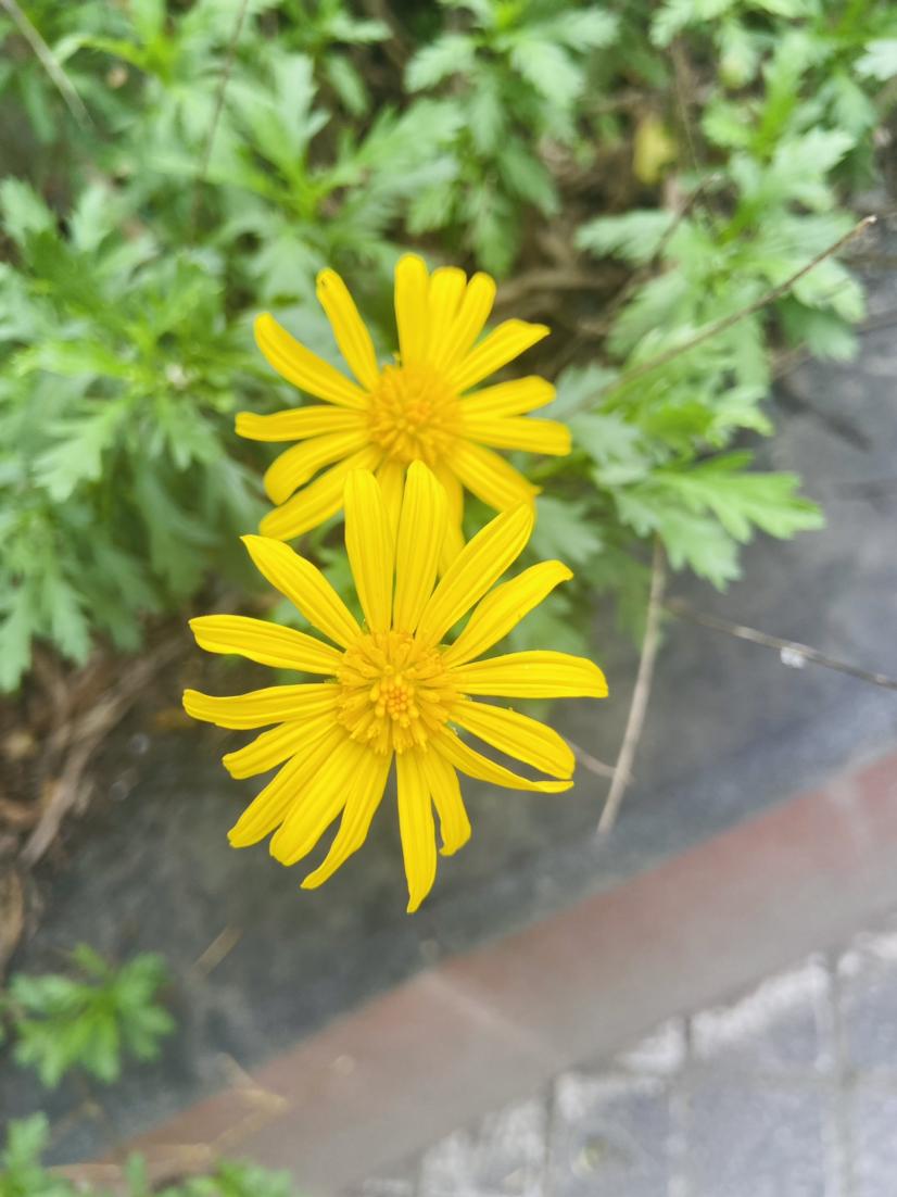 拍花也是一种技术，常常拍一朵花🌸入镜，还能看，一旦拍一片花的时候就显得比较杂乱