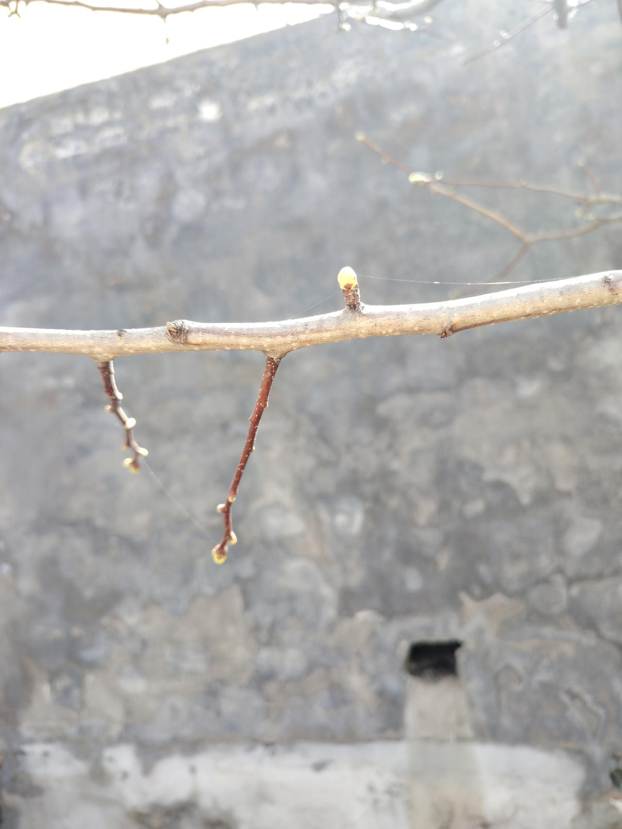 晒图笔记大赛 春天真的来了！今天出门，看到树枝上都冒出了嫩绿的新芽，生机勃勃的样