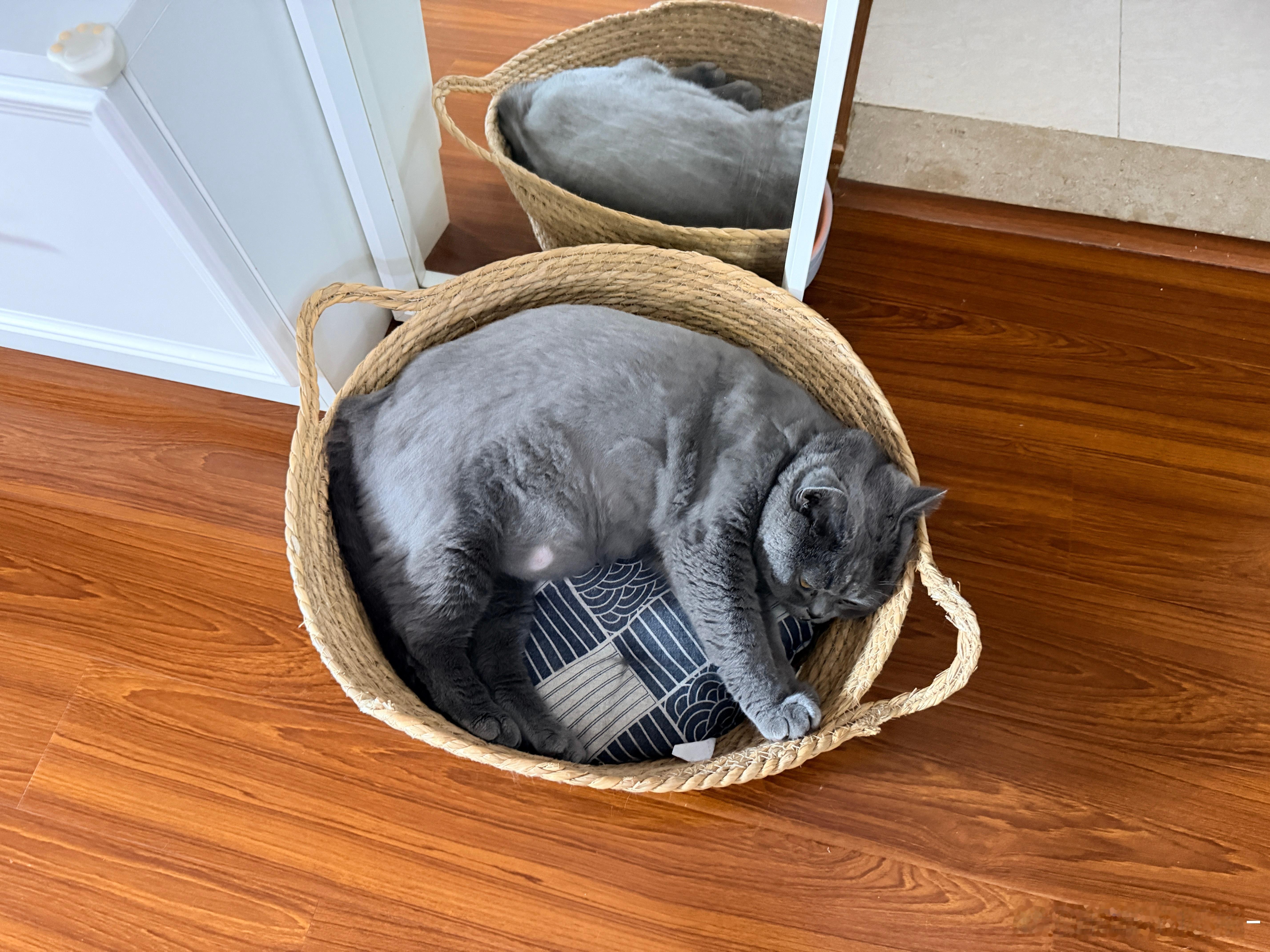 小猫把自己睡成小手套了我俊安静的时候也是个柔软的胖子我和英俊的日常我和英俊的日常
