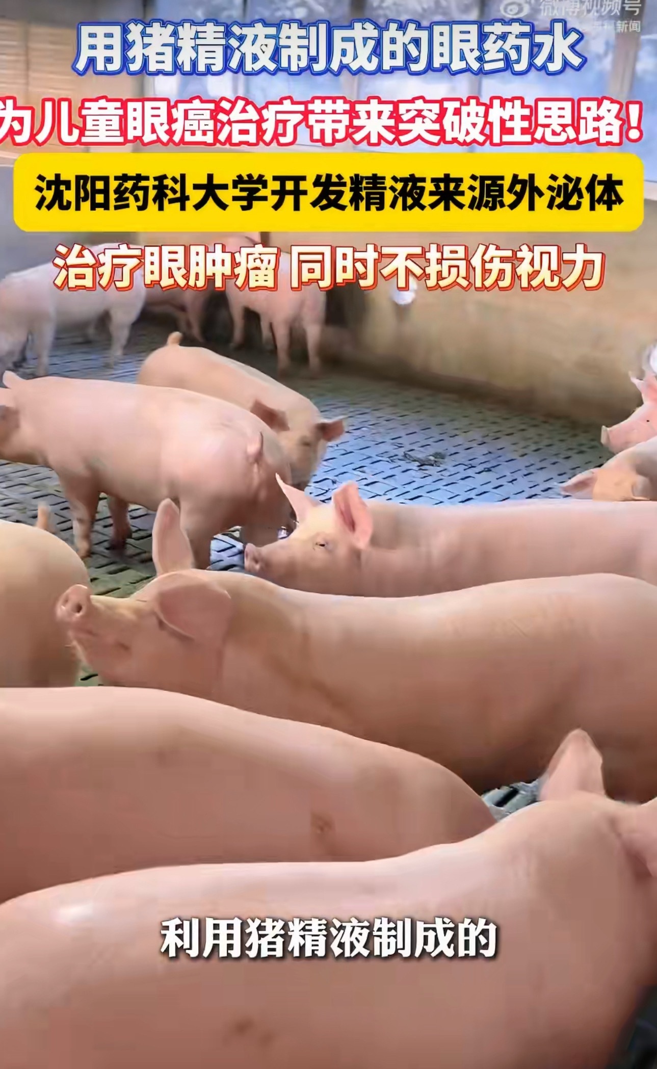 猪精液制成的眼药水可治疗眼肿瘤猪什么？什么玩意？中国团队用猪精液制成抗癌眼药水 