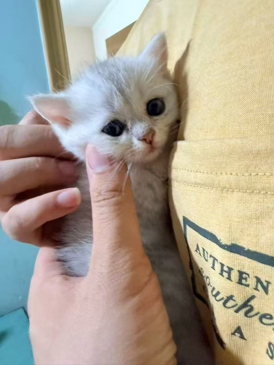 像养了个小女儿。猫咪 ​​​