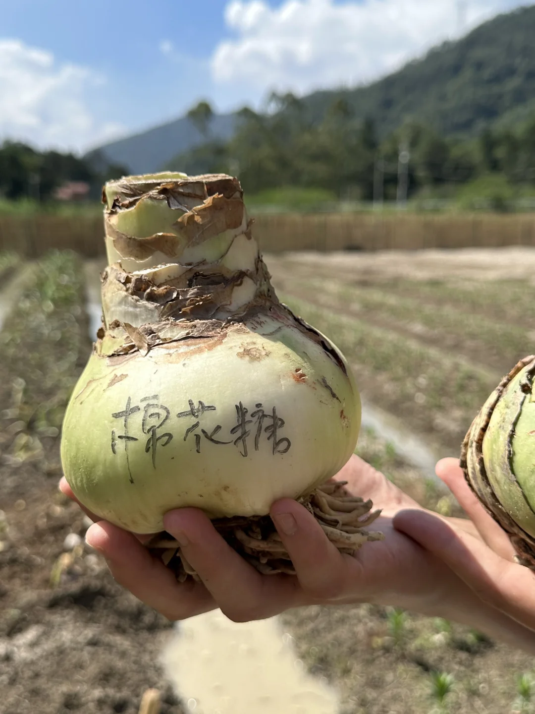 这个朱顶红太大啦！！！