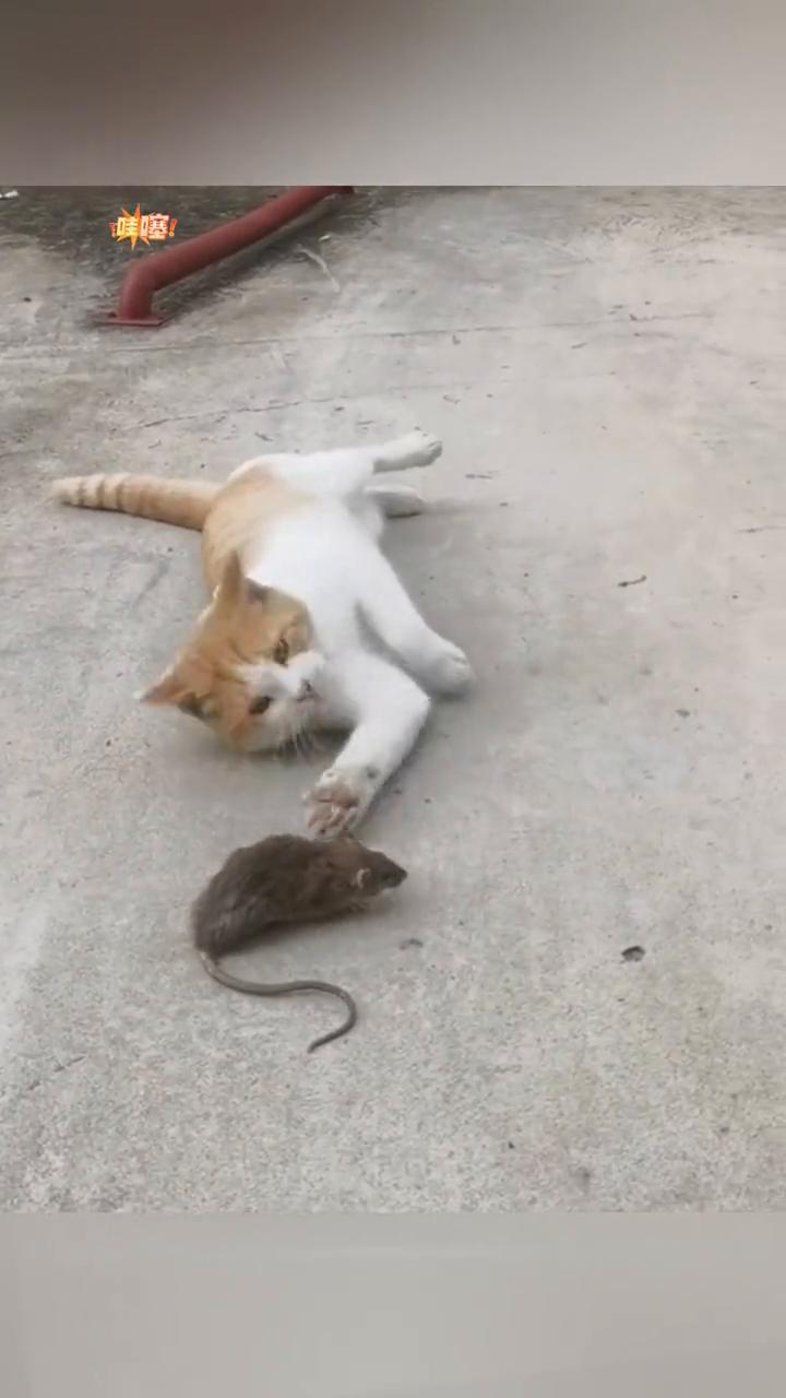 终于知道了老鼠不是被猫咬死的，是玩死的。
喜欢就点个关注吧。