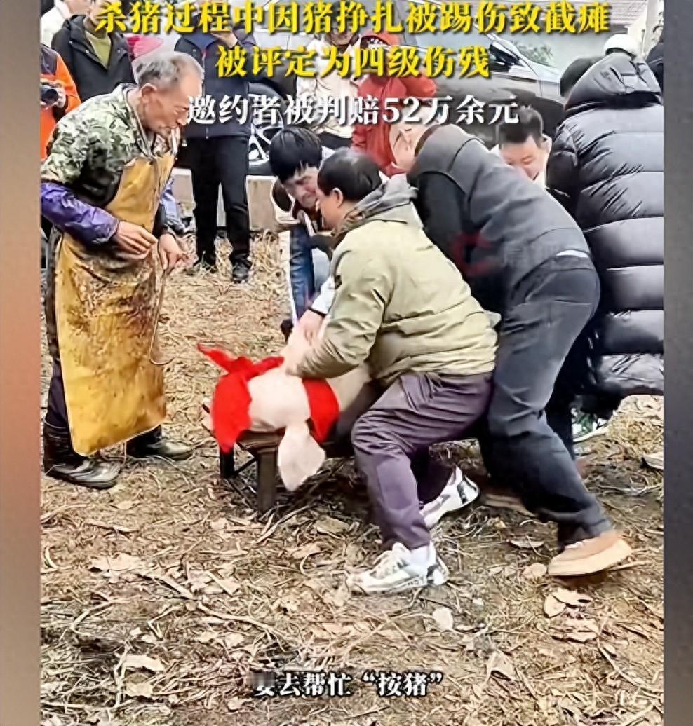 男子受邀帮忙按年猪，反被猪踢伤致截瘫！邀约者被判赔52万

近日，重庆合川女孩呆