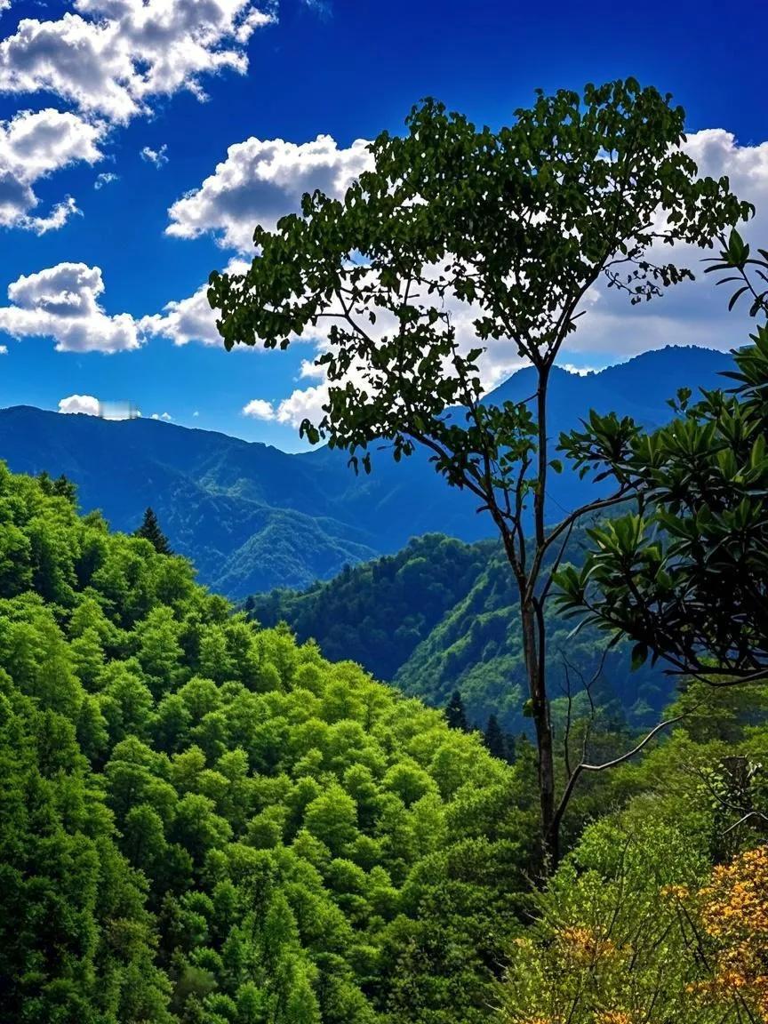 江山市双溪口，原生态美景，天然的氧吧，去了就不想回来。美丽山林风光
