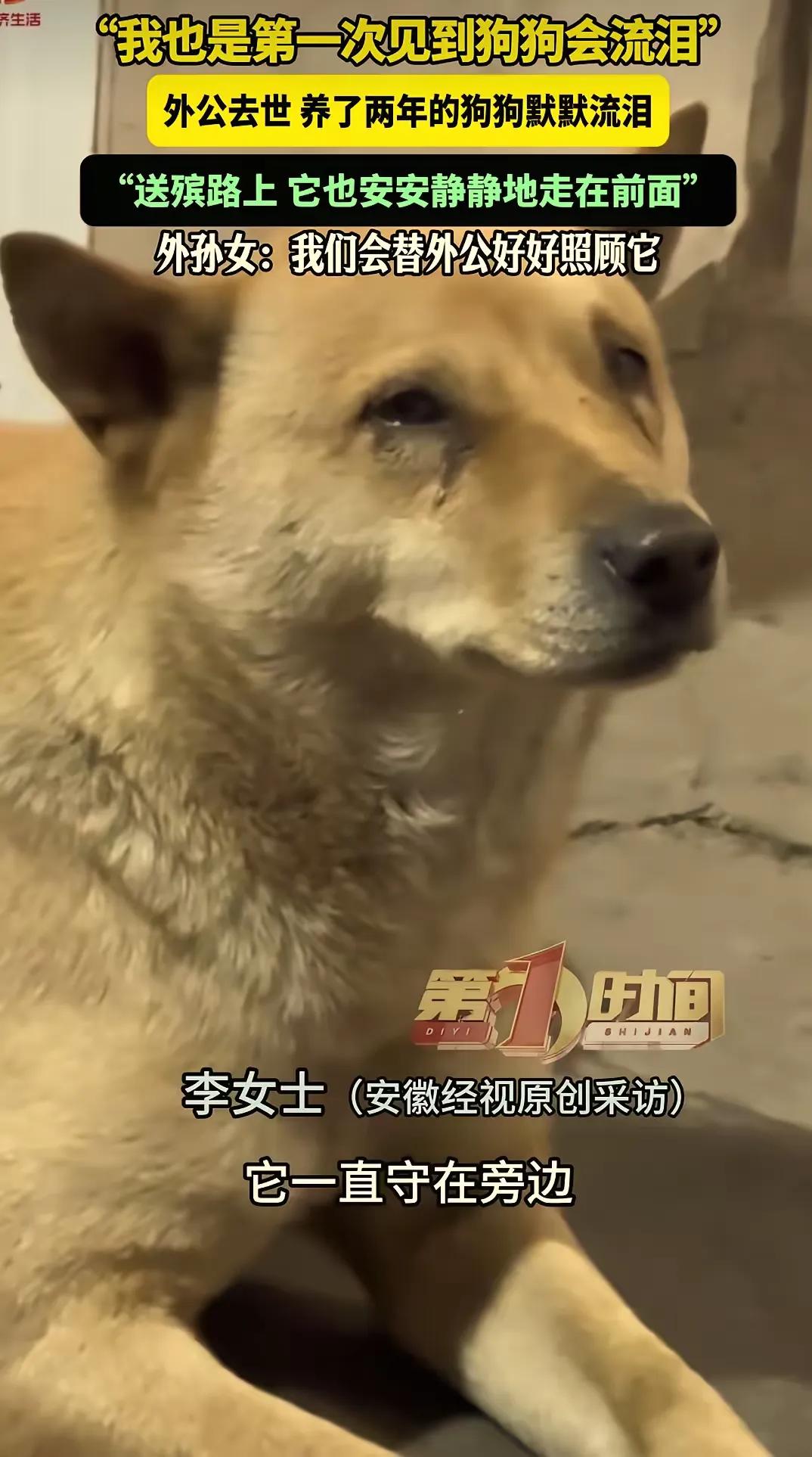 “太揪心了！”湖南永州，女子外公去世，守灵当天，狗狗守在外公旁边久久不肯离开，女