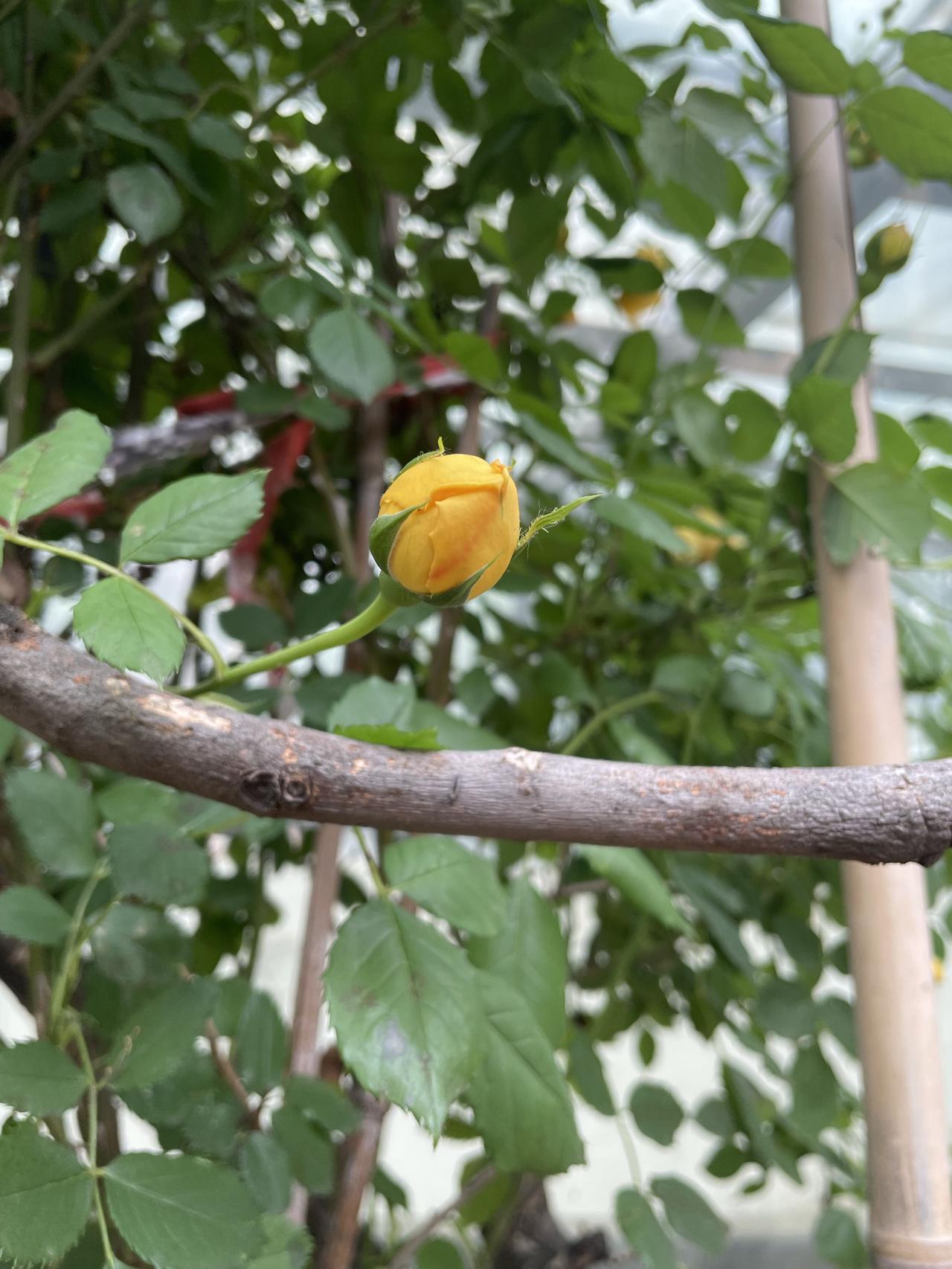 每天都能发现不一样的美，这就是生活里的小惊喜，小美好了。享受安静时光