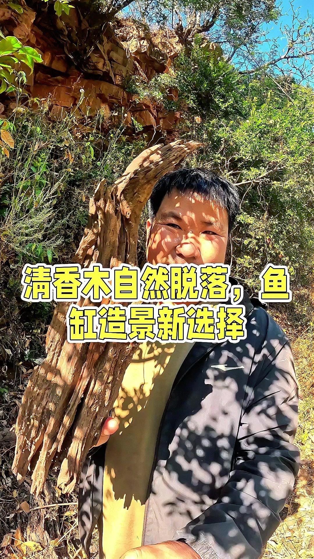山里挖到宝！清香木风化木做鱼缸造景绝了～

🌿在山里发现一块清香木风化木，简直
