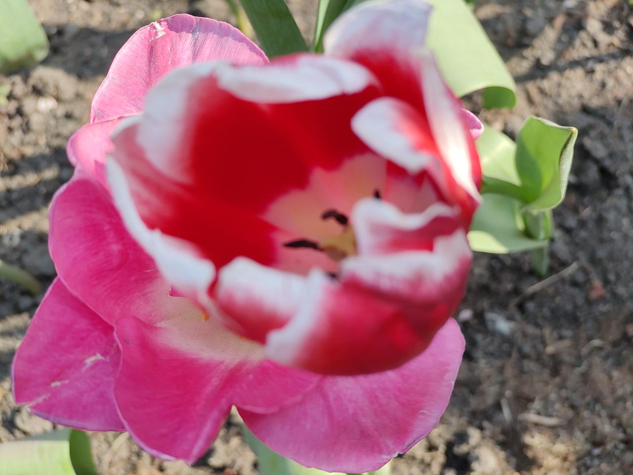 出门踏春啦前几天去太子湾踏青，感到春天真美好，心情大放纵，仿佛在花的海洋中，心神