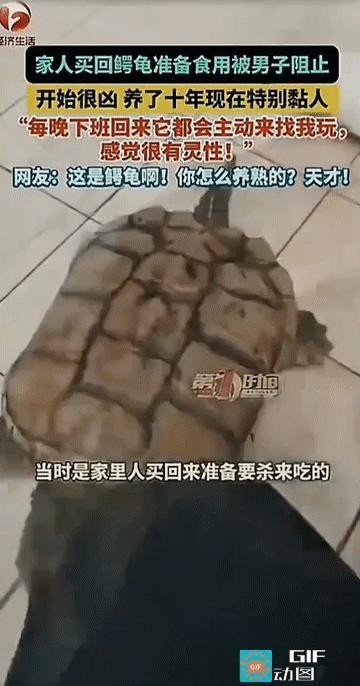 “万物皆有灵!”广东佛山，10年前，一只鳄龟被家人买回了家，本要成为餐桌上的一道