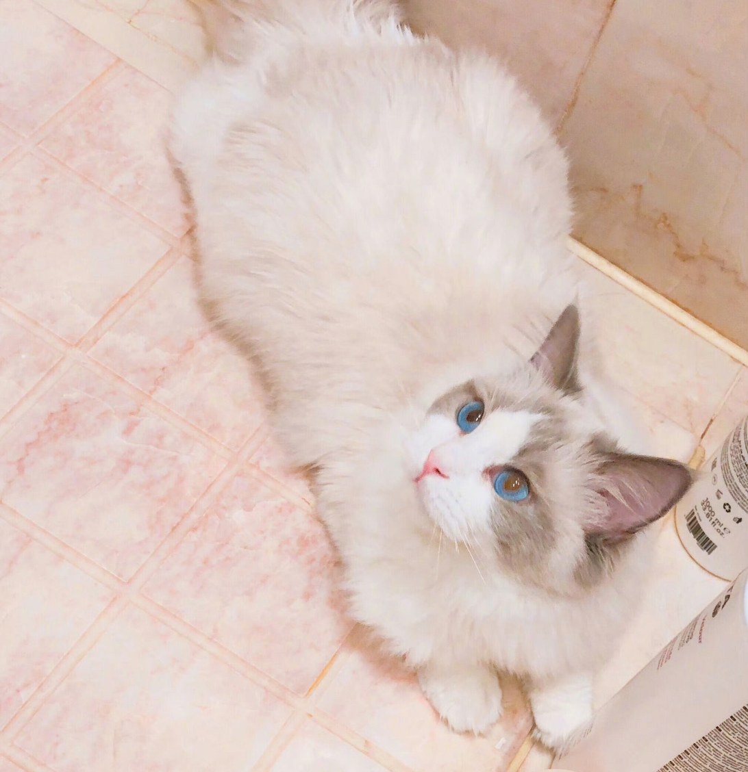 这是谁的咪 ​​​