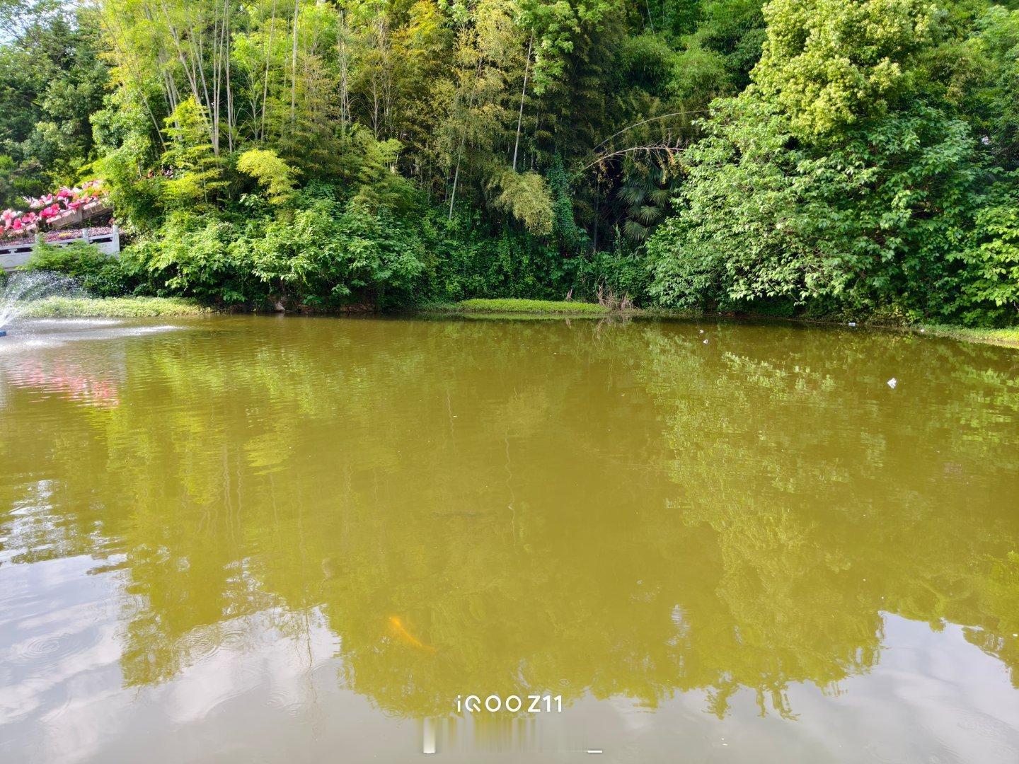 日常游园随拍｜iQOO Z11原相机直出漫步清幽园林，一池碧水倒映着层层叠叠的翠