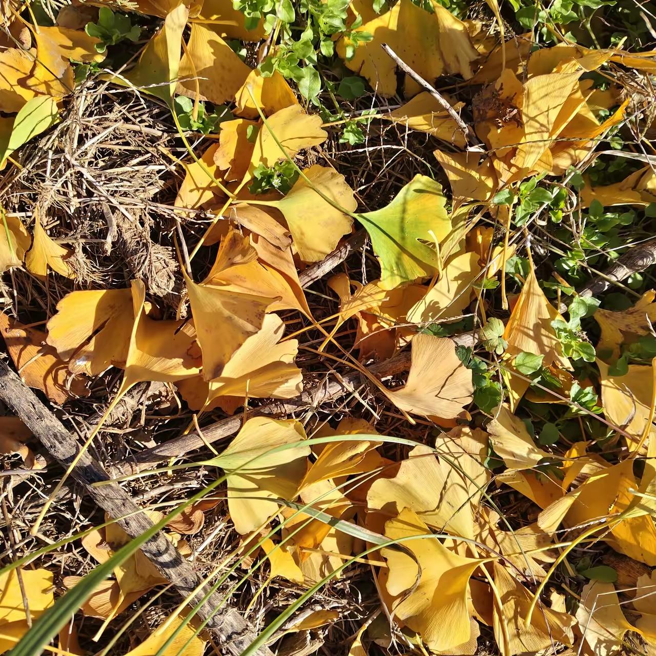 郭某宽的履历真的越扒越让人费解！1979年在平舆救火立功，3月拿三等功证书、4月