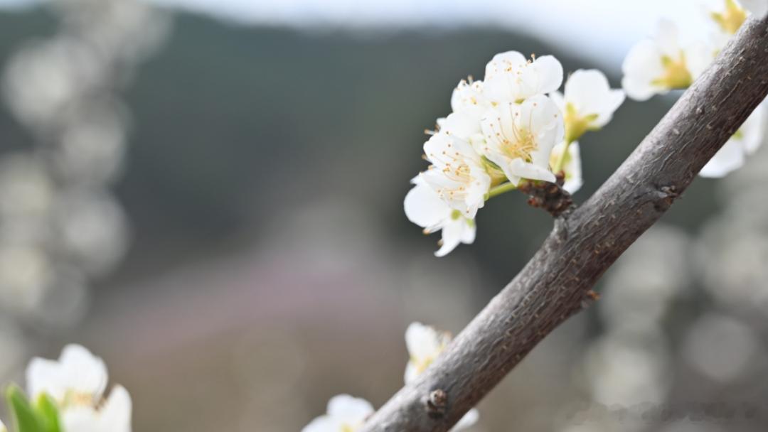 春日里的中国花经济在联城街道下林村九坑自然村150余亩冰糖李迎来了盛花期团团花朵
