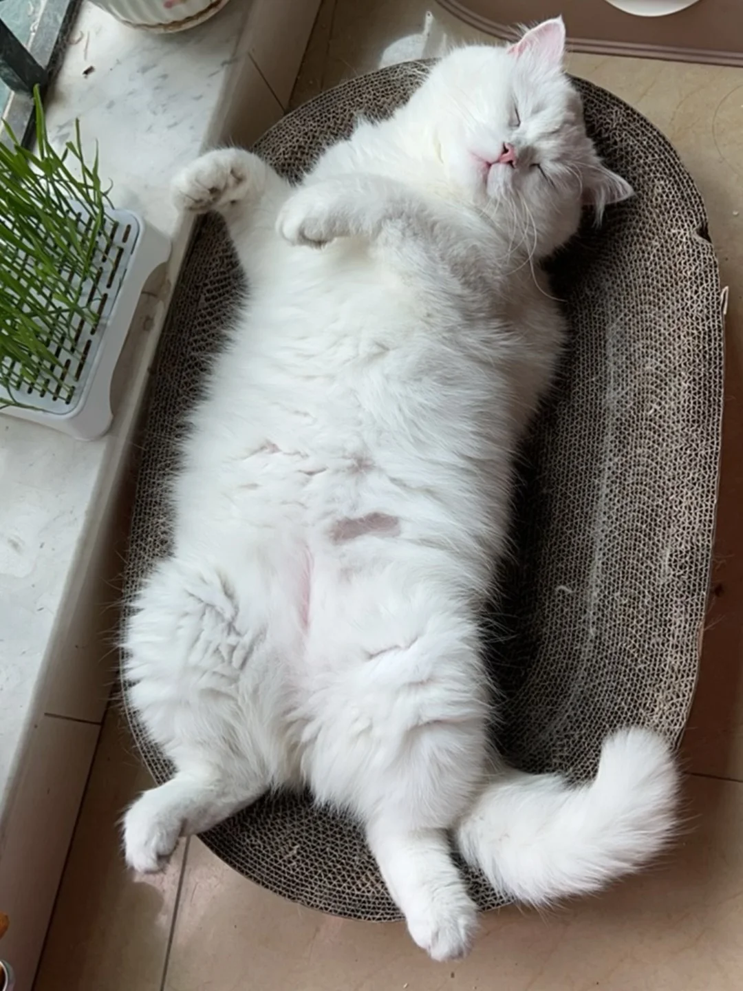小猪咪的棉裤裆都开线啦