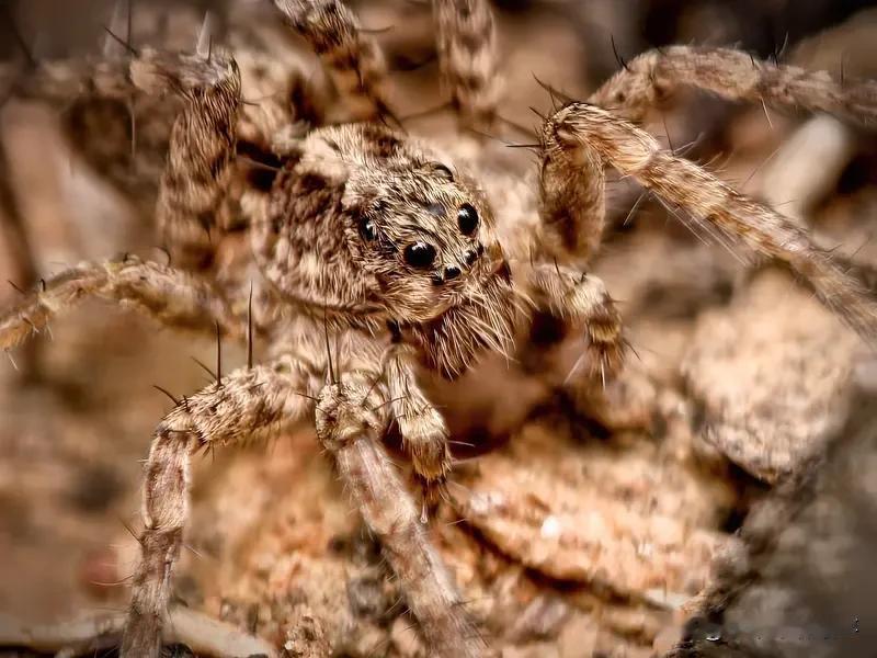 三角洲S7赛季11月13日震撼登场！
三角洲行动S7“阿萨拉”赛季11月13日火