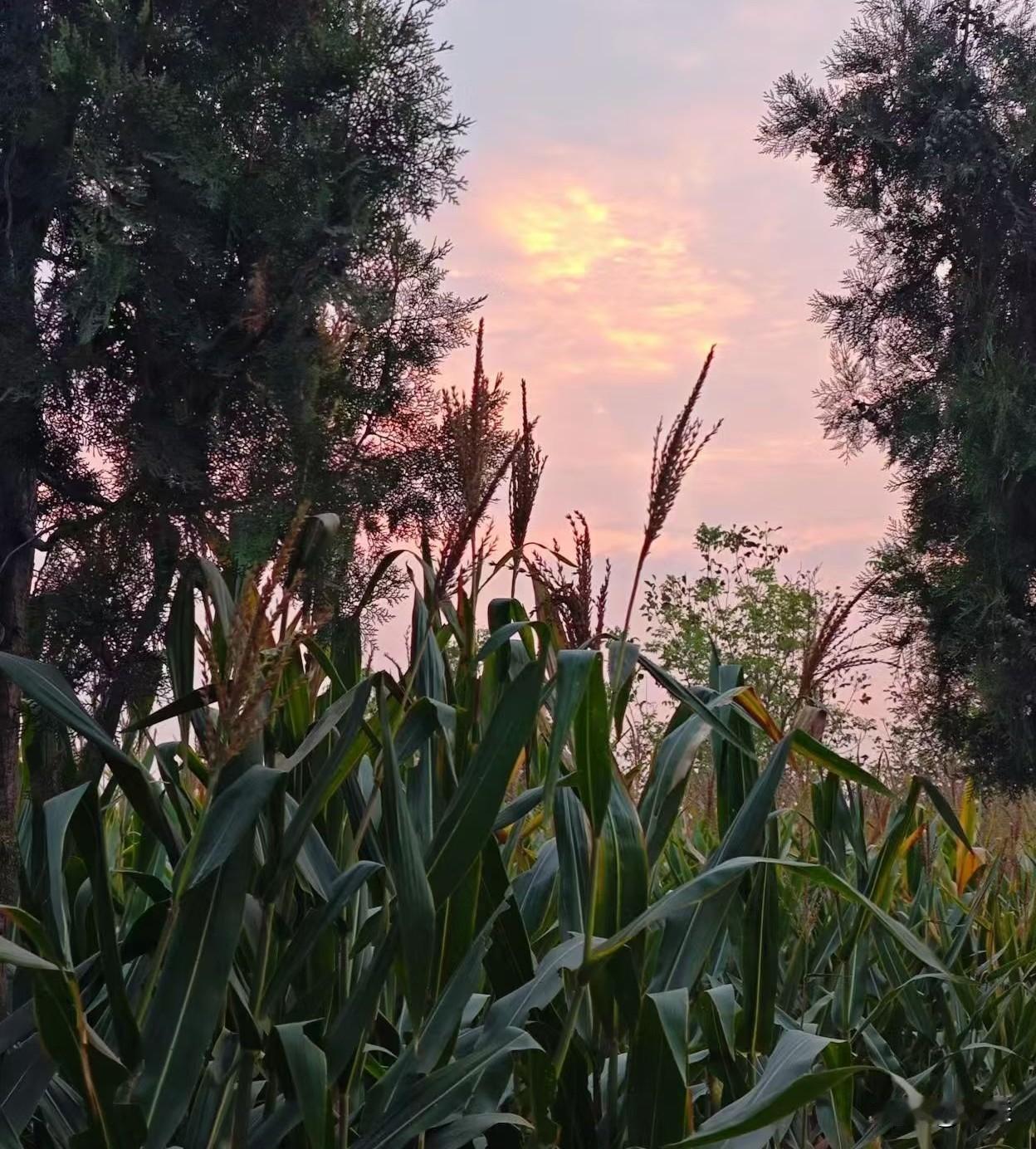 前些天回家，拍到的秋日里的晚霞美景，快要成熟的庄稼，高大的树木，夕阳缓缓沉落，这