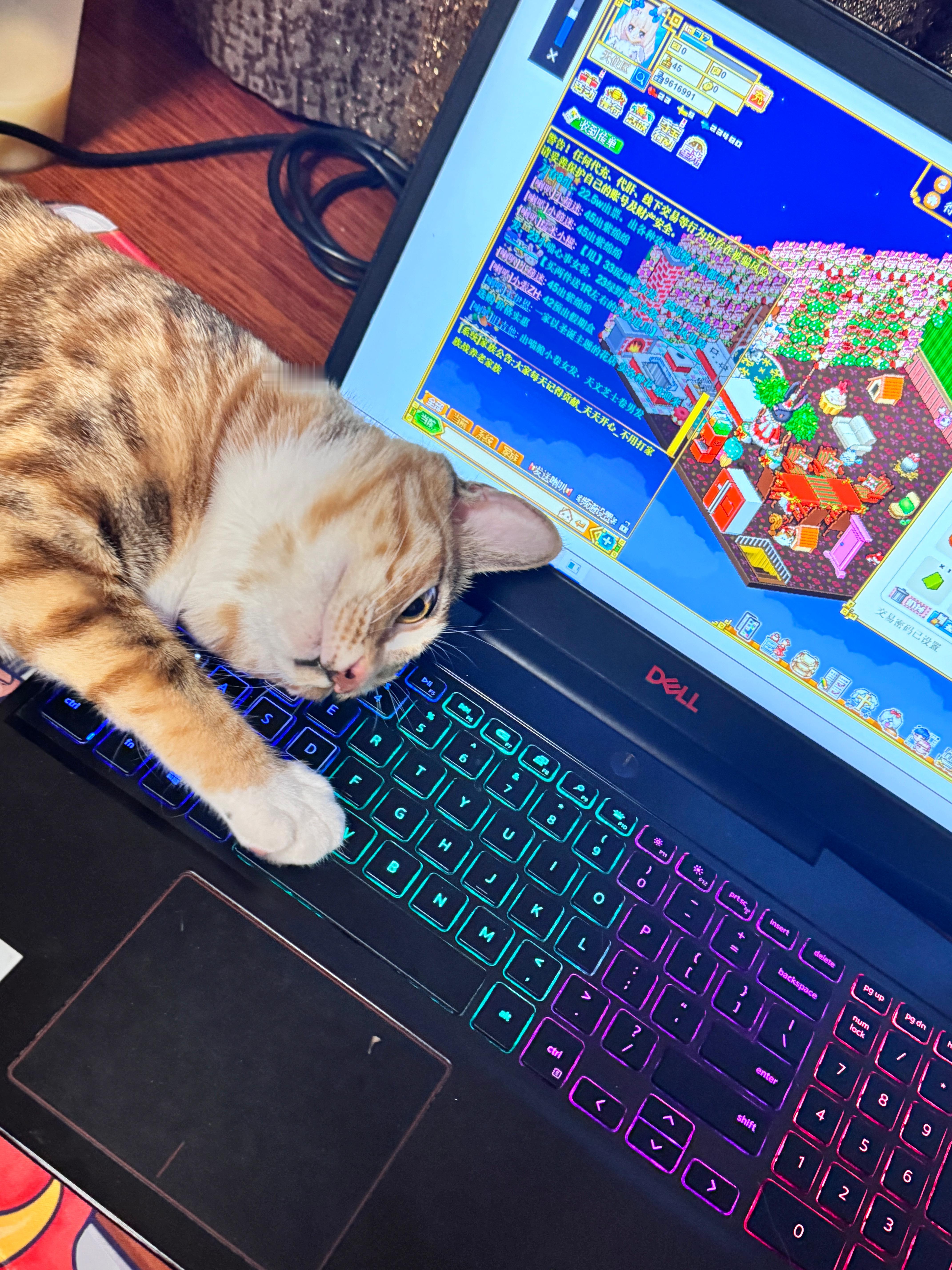 家猫：求你别玩了 