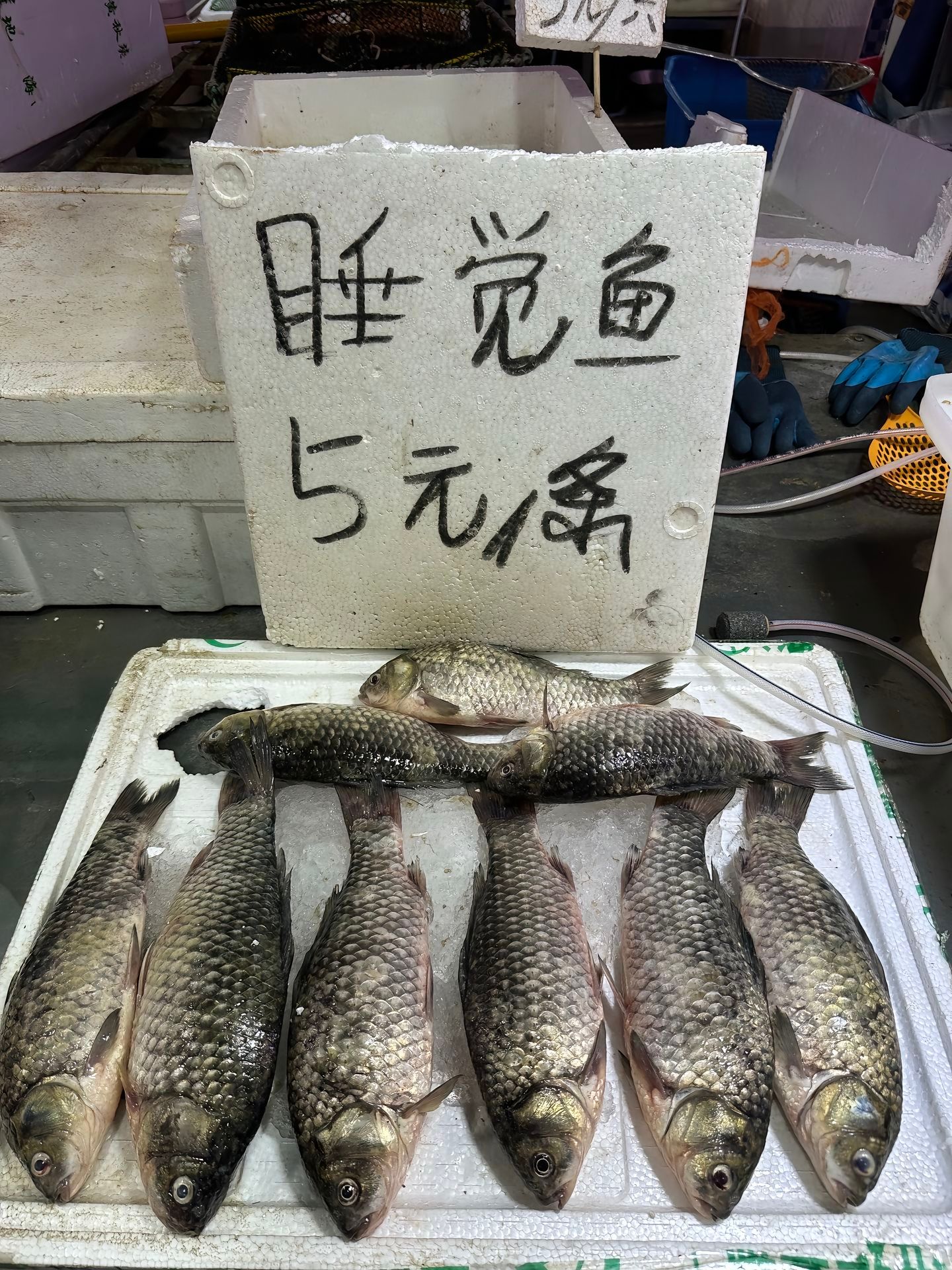 难道这就是语言艺术的差距吗高情商：睡觉鱼低情商：死鱼老板这么聪明做什么都会成功的