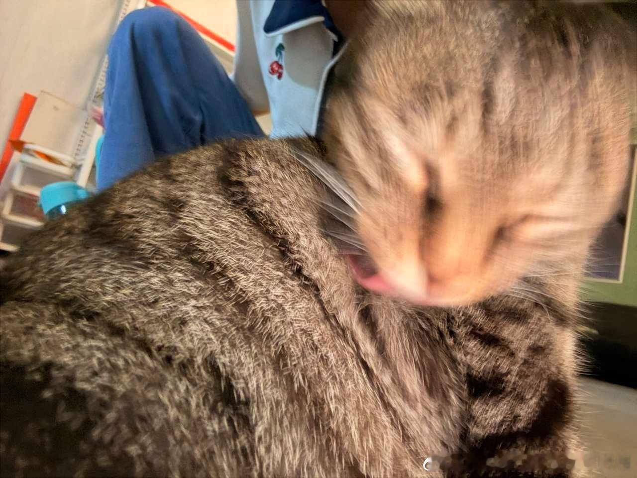 50613【丑猫】咪舔毛的时候很脆弱的好吧，人能不能别拍了 