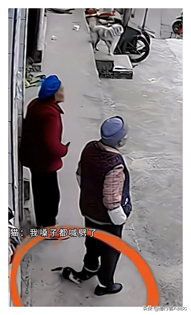 “花花，花花。老奶奶只听见自家猫犀利的惨叫声，只闻其声不见其猫。老奶奶不停地呼唤