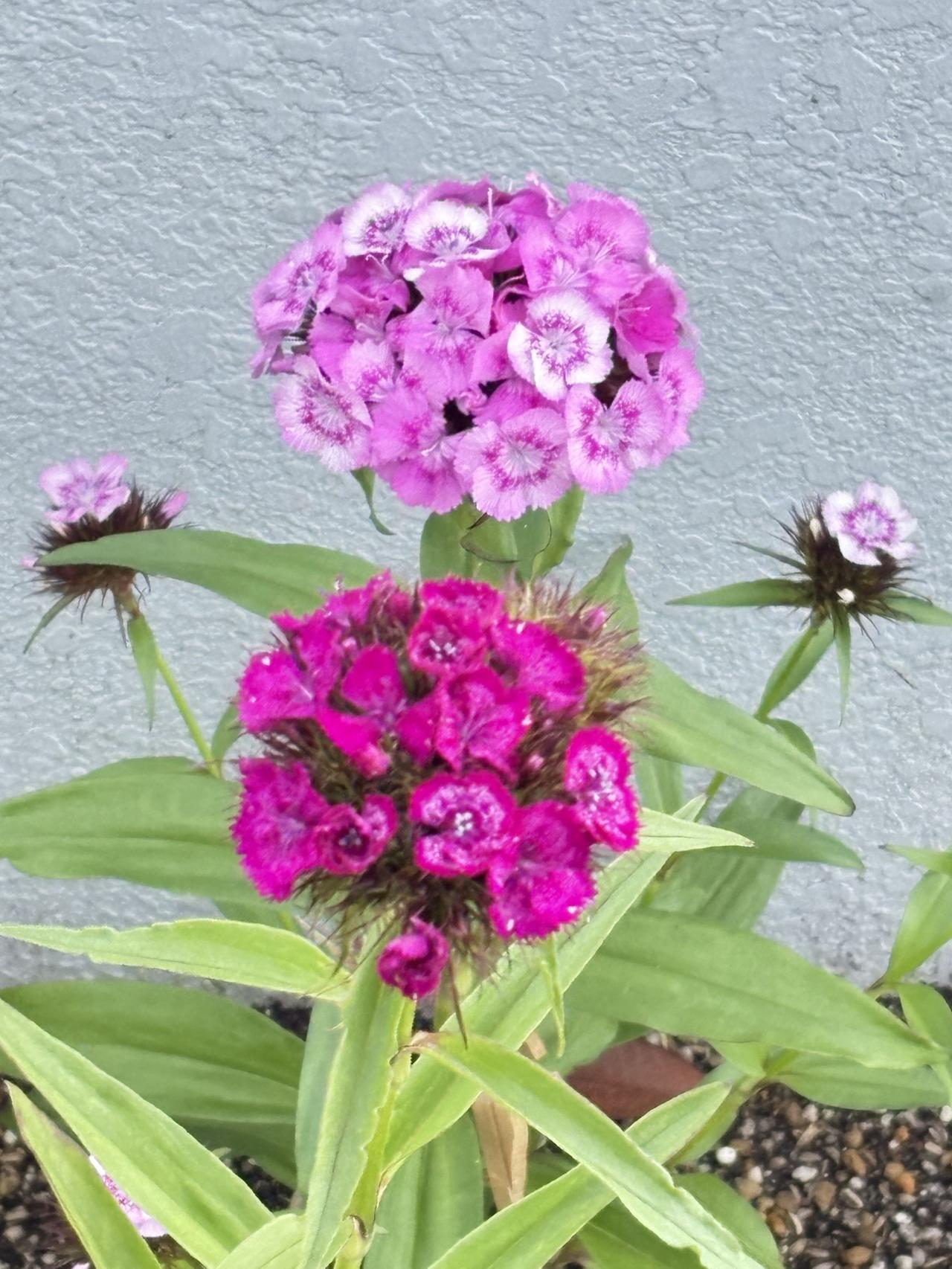石竹非常耐寒，喜欢阳光充足。花瓣边缘，有明显的锯齿状，这是石竹属植物最显著的标志