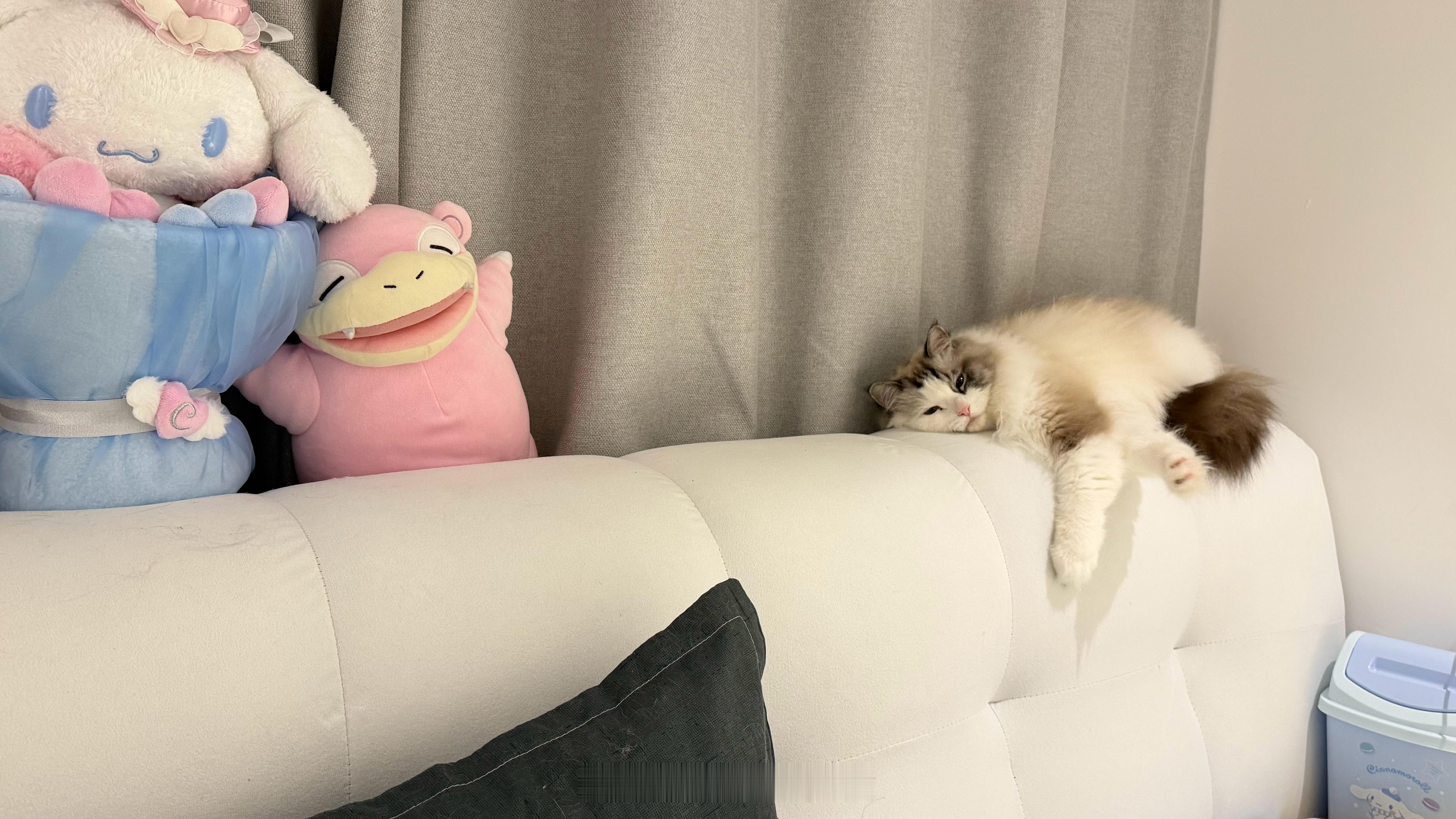 楼楼是只踩奶和别的小猫不一样的咪别的小猫是趴在你旁边或者你身上用爪子慢慢按你，楼